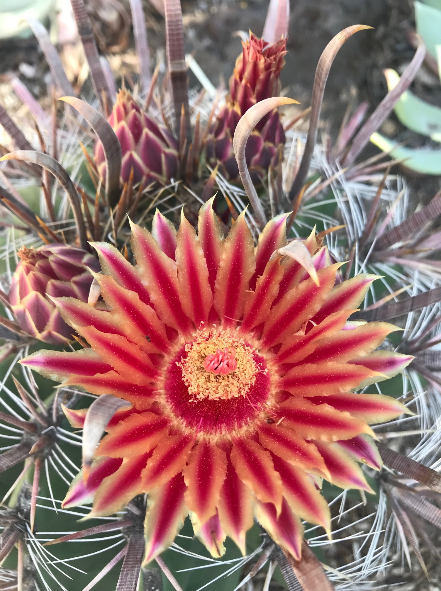 cactus flower